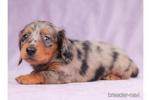 成約済の東京都のカニンヘンダックスフンド(ロングヘアード)-203757の4枚目